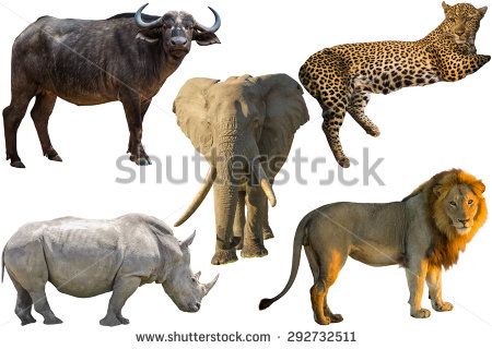 African Big Five animals, Buffalo, Elephant, Leopard, White Rhino and Lion isolated on pure white background Big Five Animals, Animals Doodle, White Rhino, Animal Names, Pure White Background, Animal Worksheets, Africa Animals, Animal Doodles, Big 5