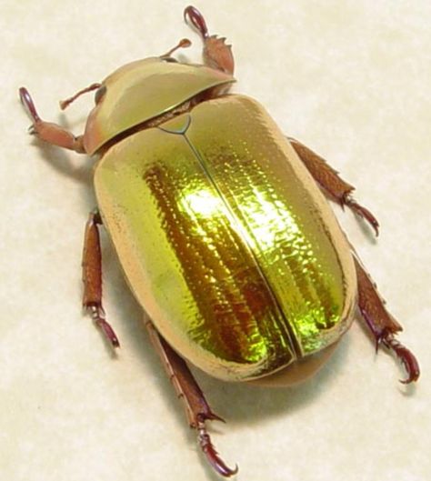 GOLDEN SCARAB  This rare beauty from South America looks as though it's made of pure gold. Golden Scarab, Interesting Insects, Beetle Insect, Scarab Beetle, Beautiful Bugs, Rare Beauty, Fabric Designs, Beetles, Pure Gold