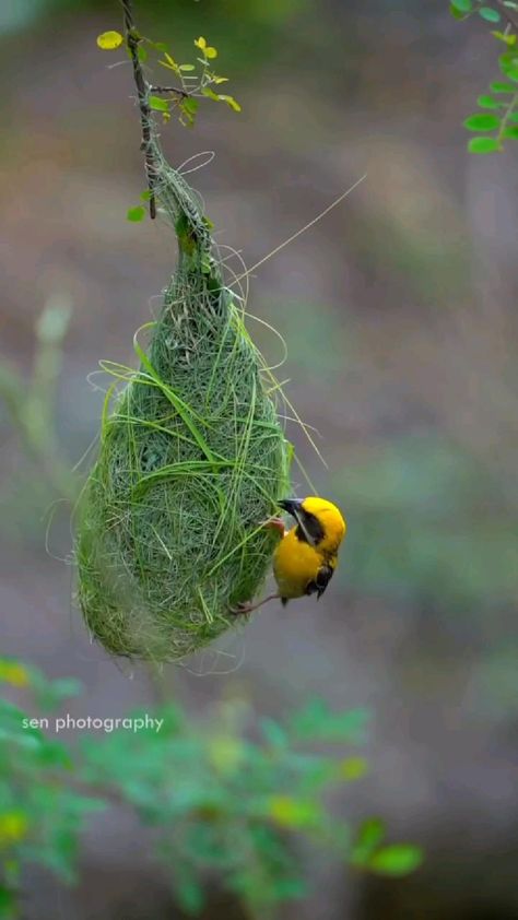 Bird Nest, Beautiful Birds, Birds, Pins, Quick Saves