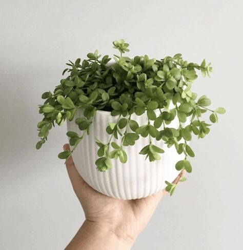 Small Pot Flowers, Small Pot Plants Indoor, Peperomia Hoffmannii, Small Plant Aesthetic, Cute Houseplants, Small House Plants Indoor, Small Plants Indoor Decoration, Plants For Small Pots, White Potted Plants