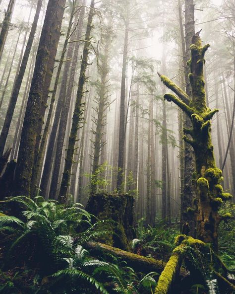 Photo by BC #guestagrammer @melaniewonder:  One of the things I absolutely love about Vancouver Island is the amazing temperate rainforest located along the Juan De Fuca Strait.  #exploreBC #exploreCanada #explorevancouverisland Temperate Rainforest, Tree Forest, Enchanted Forest, Beautiful Tree, Mother Earth, Beautiful World, Wonders Of The World, The Great Outdoors, Mother Nature