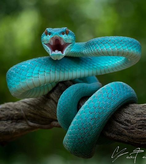 Snake Images, Snake Photos, Viper Snake, Pretty Snakes, Colorful Snakes, Snake Wallpaper, Blue Pits, Pit Viper, Blue Snake