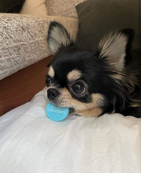 Fluffy Chihuahua, Longhair Chihuahua, Korean Dogs, Chihuahua Mix Puppies, Long Hair Chihuahua, Merle Chihuahua, Cute Dog Pictures, Cute Chihuahua, Chihuahua Lover