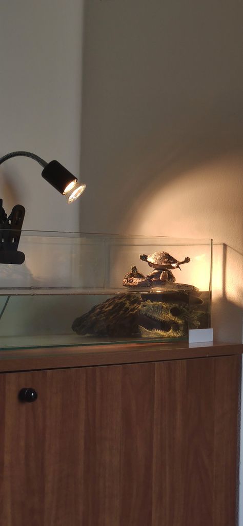 Trachemis, ocadia sinensis Terrarium Turtle, Turtle Basking Area, Energy Inspiration, Snail Tank, Animal Enclosures, Frog Terrarium, Turtle Aquarium, Tortoise Table, Pet Turtle