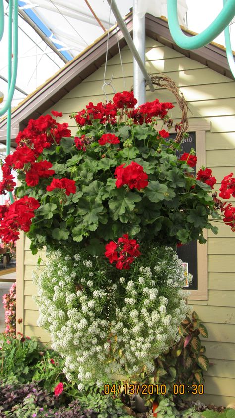 calliope  geranium  hanging basket Best Flowers For Hanging Baskets, Garden Ideas Decoration, Hanging Basket Flowers, Ivy Geraniums, Basket Flowers, Flower Garden Plans, Red And White Flowers, Hanging Flower Baskets, Red Geraniums