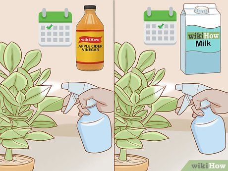 How to Get Rid of Powdery Mildew on Plants (with Pictures) Powdery Mildew On Plants, Maize Plant, Mold Spray, Zucchini Plants, Squash Plant, Mildew Remover, Jasmine Plant, Garden Remedies, Flowers And Fruit