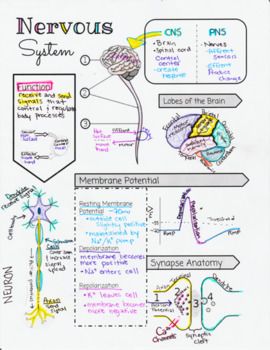 Nervous System Doodle Notes by Biology with Brynn and Jack | TpT Cns Nervous System, Brain Notes Aesthetic, Biological Psychology Notes, Anatomy And Physiology Notes Study Nervous System, Neuroanatomy Notes, Central Nervous System Anatomy, Nervous System Drawing, Nervous System Notes Aesthetic, Nervous System Anatomy Notes