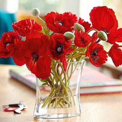 Make red poppy and rosemary wreaths for table centrepieces: The laying of… Bouquet Of Poppies, Hope Flower, Flowers Poppy, Dining Room Decorating, Spring Interiors, Flower Cottage, Red Geraniums, Flower Vase Arrangements, Shabby Flowers