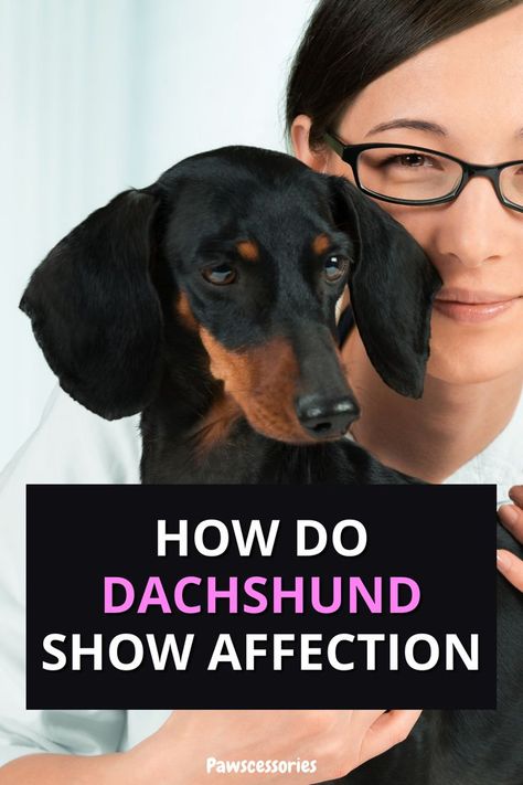 In this post you’ll discover all the interesting ways your dachshund shows affection. #5 is probably the most irritating and #7 is really quite funny. Dachshund Bed, Dachshund Facts, Dachshund Training, Dachshund Puppy Miniature, Funny Dachshund, Dachshund Puppy, Dachshund Love, Dachshund, Love You