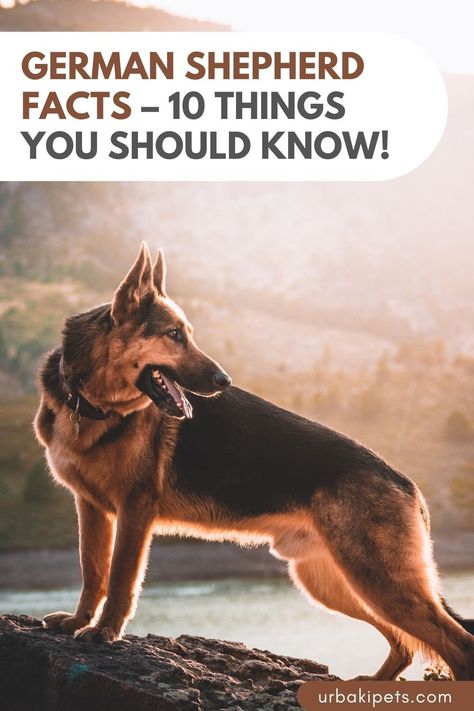 The German Shepherd is one of the most intelligent and loyal dog breeds, but is it the right pet for you? In this guide, you’ll discover 10 important facts about their temperament, training needs, and care requirements. Whether you’re considering adopting one or already have a German Shepherd at home, these insights will help you understand their behavior, energy levels, and best practices for training. Get to know this incredible breed and learn what makes them such devoted companions! German Shepherd Facts, Loyal Dog Breeds, Important Facts, Dog Boarding, Canine Companions, Happy And Healthy, Health Advice, Energy Level, Favorite Pins