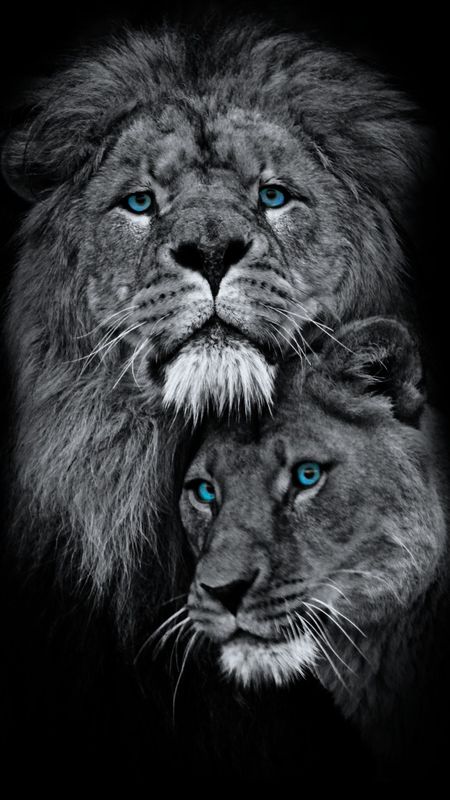 Two Lions Wallpaper, Lion And Lioness Wallpaper, Loin Wallpapers Hd Black, Lions Couple, Lion Cool Wallpapers, Dark Apps, Single Wallpaper, Dark Lion Wallpaper, Lion Dark Photography