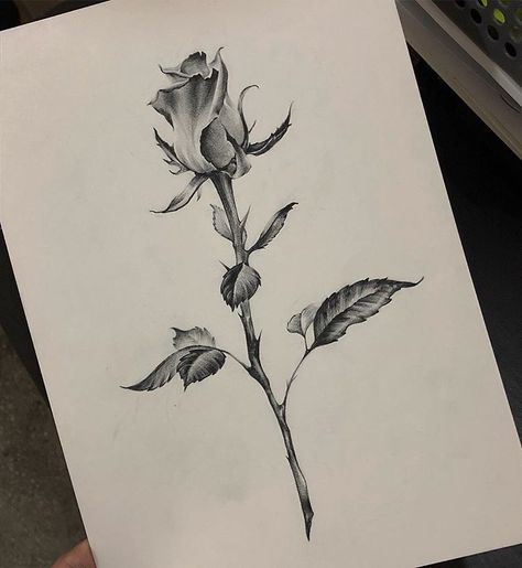 Fineline Flash, Photo Realism Tattoo, Photo Realism, Realistic Rose Tattoo, Line Tattoo Ideas, Rose Drawing Tattoo, Spartan Tattoo, Drawing Skull, Rose Stencil