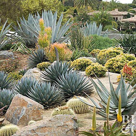 Backyard Arizona, Cactus Garden Design, Cactus Garden Landscaping, Succulent Rock Garden, Succulent Landscape, Southwestern Landscape, Desert Backyard, Texas Landscaping, Desert Gardens