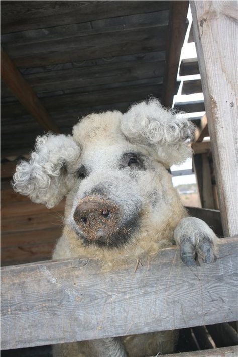 Mangalica, the Hungarian pig Mangalica Pigs, Mangalitsa Pig, Cutee Animals, Cute Rats, Cute N Country, Farm Life, Pigs, Rats, Hungary