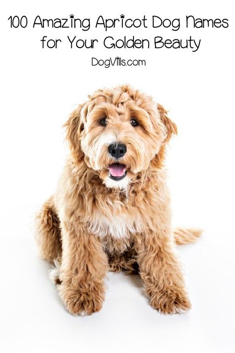 Looking for beautiful apricot dog names for your golden pup? Check out 100 that we love, with 50 each for males and females! Goldendoodle Names Female, Female Dog Names Unique List, Best Girl Dog Names, Puppy Girl Names, Dog Names Girl, Male Dog Names, Goldendoodle Names, Adoption Tips, Goldendoodle Grooming