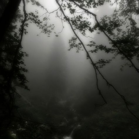 Dark Naturalism, Dark Forest Aesthetic, Foggy Weather, Dark Green Aesthetic, Foggy Forest, Dark Nature Aesthetic, Dark Paradise, Misty Forest, Belem