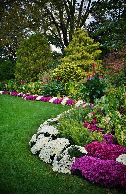 Chrysanthemums, Canna (1) | Karl Gercens | Flickr Garden Flower Beds, Garden Flower, Small Backyard Landscaping, Chrysanthemum, Small Backyard, Flower Beds, Backyard Landscaping, Flower Garden, Landscaping