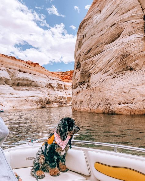 Insider tips to a dog-friendly Lake Powell trip! Lake Powell, Dog, Cockapoo, Woman's Best Friend, Man's Best Friend, Puppy, Houseboat, packing list, activities, arizona, tips, utah, things to do, kayaking, hikes, antelope canyon, vacation, horseshoe bend, food, paddle boarding, page Lake Powell Houseboat, Lake Powell Utah, Houseboat Rentals, Courtyard Marriott, Courtyard By Marriott, Glen Canyon, Page Arizona, Summer Series, Lake Powell