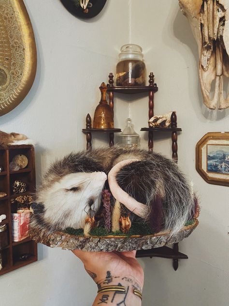 Taxidermy Opossum in a nestled sleeping pose, on a wooden tree slab, surrounded by purple, tan and naturally colored florals. Animal Skull Photo, Cool Taxidermy, Taxidermy Art Weird, Bugs Taxidermy, Taxidermy Moth, Taxidermy Aesthetic, Rogue Taxidermy, Bug Taxidermy, Macabre Decor