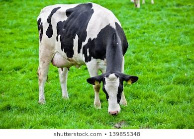 Cow Images, Grazing Cow, Cows Grazing, Cow Photos, Dairy Cattle, Dairy Farms, Animal Sanctuary, Free Downloads, Quality Images