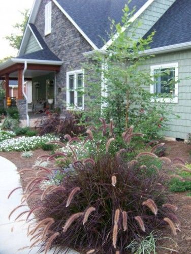 Purple Fountain Grass Craftsman Landscaping, Front Porch Landscape, Low Maintenance Landscaping Front Yard, Porch Landscaping, Grass Landscape, Fountain Grass, Ornamental Grass, Craftsman Exterior, Cottage Garden Design