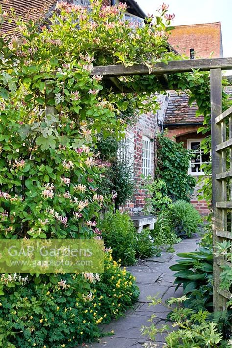 Lonicera periclymenum 'Serotina' - Honeysuckle on pergola Honeysuckle Pergola, Pergola Plants Vines, Honeysuckle Arch, Clematis Pergola, Honeysuckle Trellis, Front Sidewalk Ideas, Driveway Planting, Secret Garden Gate, Lonicera Periclymenum