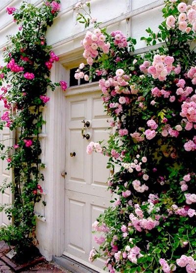 Traveling Roses. Flowers Growing, Have Inspiration, Colorful Roses, Climbing Roses, Beautiful Doors, Garden Cottage, Rose Garden, Dream Garden, Love Flowers