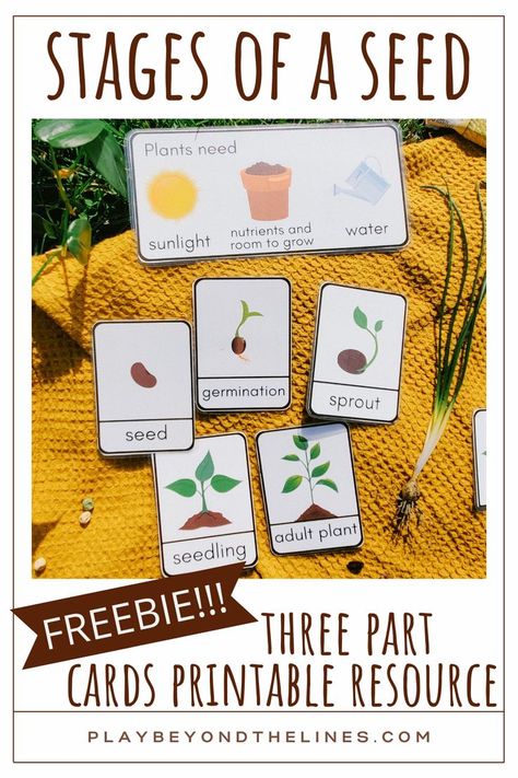 Be sure to snag this free “Stages of a Seed” printable resource! The three part cards are the perfect addition to any seed study. Children will gain an understanding of what seeds need to grow. They will also learn how a seed can transform into a plant. These are a perfect way to introduce and reinforce vocabulary. Seed Planting For Kids, Seed Germination For Kids, Tiny Seed Activities, Seed Activities For Kids, Seeds Preschool, Plants Kindergarten, Plant Lessons, Seed Craft, Garden Unit