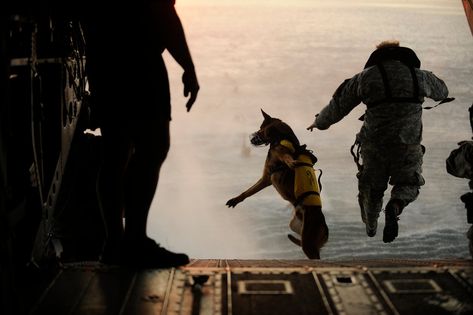 Due to the extreme nature of Navy SEAL deployments, all dogs are familiarized with riding in, and jumping out of, aircraft. Dog Hero, Military Working Dogs, Military Dogs, Military Humor, Police Dogs, Belgian Malinois, Navy Seals, Dog Show, Working Dogs