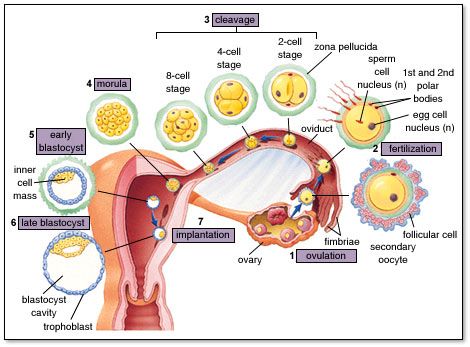 Embryology. Reflexology Benefits, Hip Anatomy, Nerve Anatomy, Embryonic Development, Biology Worksheet, Medicine Studies, Nurse Study Notes, Female Reproductive System, Human Body Anatomy