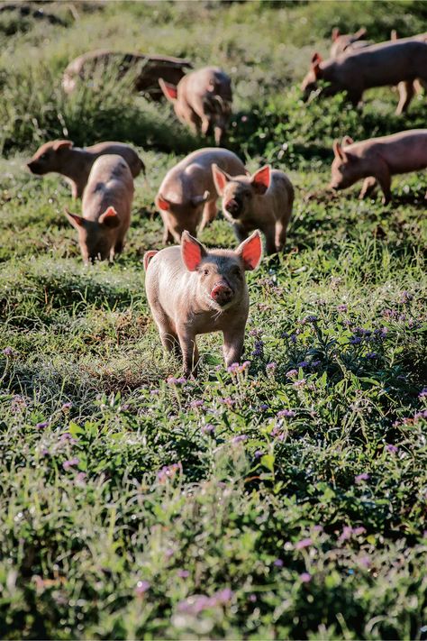 Farm Pigs, Farm With Animals, Australian Farm, Pig Farm, Dream Farm, Future Farms, Animals Farm, Farm Stuff, Farm Photography