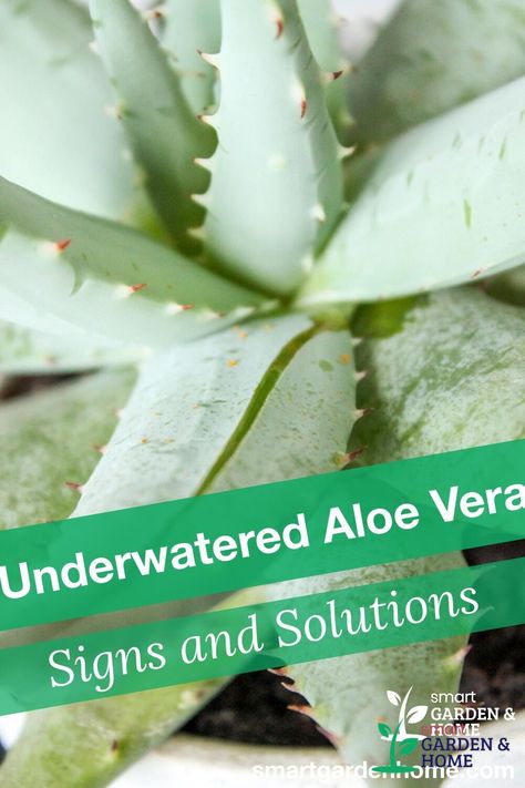 Aloe vera plants are succulent and the main concern with them is overwatering, but they can also be underwatered. We'll show the signs to identify if your aloe plant is underwatered and how to prevent it. https://smartgardenhome.com/houseplants/aloe-vera/underwatered/?utm_source=pinterest&utm_medium=smartgardenhome&utm_campaign=publer #underwateredplant Aloe Vera Care Tips, Potted Aloe Vera, Dead Leaves, Underwater Plants, Plant Signs, Potted Plants Outdoor, Plant Care Houseplant, Plants Outdoor, Nutrient Deficiency