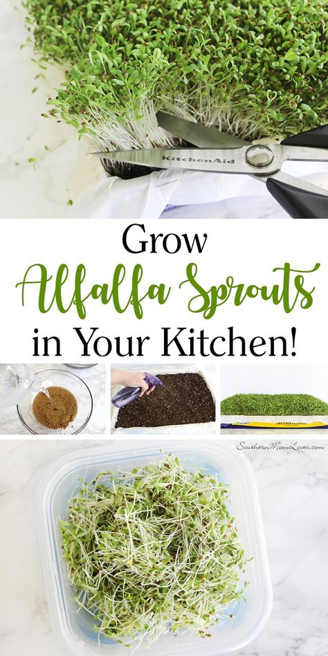 Alfalfa Sprouts Recipes, Grow Alfalfa Sprouts, Microgreens Garden, Planning Garden, Growing Sprouts, Pots Diy, Garden Corner, Southern Mom, Alfalfa Sprouts