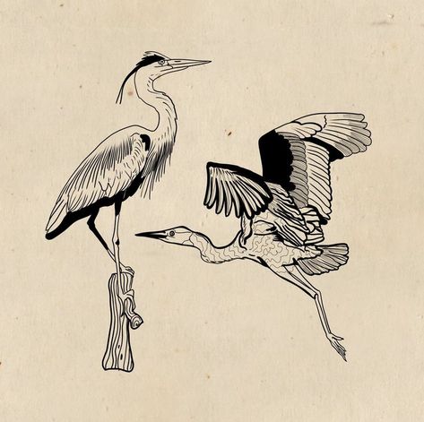 Cranes In The Sky Tattoo, American Traditional Heron Tattoo, Boy And The Heron Tattoo, Grey Heron Tattoo, Crane Drawing Simple, The Boy And The Heron Tattoo, Mens Bird Tattoo, Heron Tattoo Traditional, Heron Tattoo Design