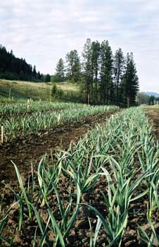 Growing Garlic, Harvesting Garlic, Planting Garlic, Garlic Scapes Garlic Harvesting, Garlic Planting, Garden Garlic, Garlic Growing, Garden Farming, Garlic Farm, Harvest Storage, Grow Garlic, Harvesting Garlic