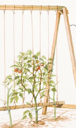 Garden Supports Diy, Tomato Stakes Ideas, Tomato Trellis Ideas, Tomato Planters, Heavy Duty Trellis, Tomato Trellis, Diy Garden Trellis, Garden Planter Boxes, Vegetable Garden Planning