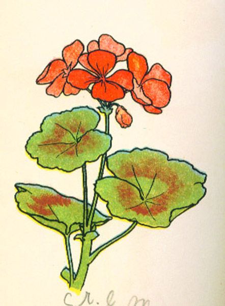 Geranium Flower Drawing, Geranium Drawing, Watercolor Geraniums, Geranium Watercolor, Geranium Tattoo, Flower Drawing Tutorials, Folk Art Flowers, Watercolor Paintings For Beginners, Diy Watercolor Painting