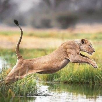 Solve Lioness leaping jigsaw puzzle online with 81 pieces Female Lion, Lion Photography, Cat Anatomy, African Lion, Reach For The Stars, King And Queen, Cat Photography, African Wildlife, Photography Instagram