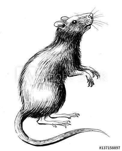 Rats Drawing, Rat Standing, Rat Sketch, Rat Illustration, Mouse Artwork, Rattus Rattus, Rat Drawing, Chibi Coloring Pages, Chakra Art