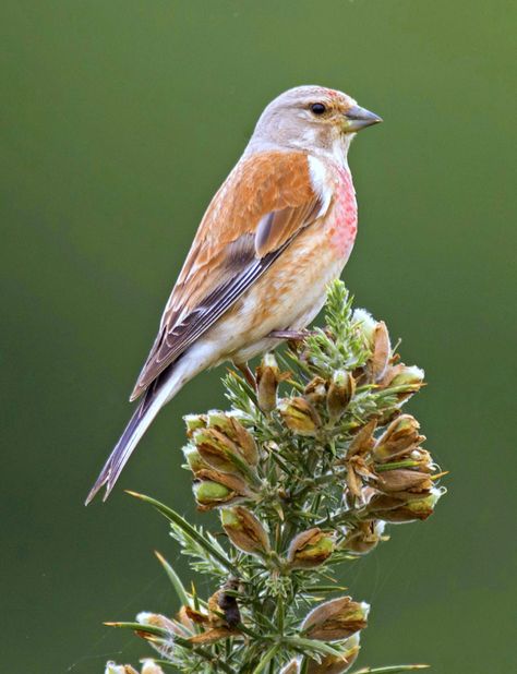 Linnet Linnet Bird, Bird Mosaic, Brown Legs, Mallard Duck, Linnet, Mallard, Beautiful Birds, Mosaic, Birds