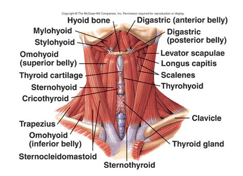 Extrinsic Laryngeal Muscles Dysphagia Therapy, Human Muscular System, Neck Anatomy, Medical Slp, Muscles Of The Neck, Gross Anatomy, Basic Anatomy And Physiology, Slp Resources, Speech Path