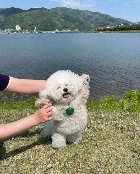 happy white poodle dog in front of lake scenery closed eyes arms up Silly Dogs, Dog Biting, Silly Animals, Funny Animal Memes, Bichon Frise, Drawing Tutorials, Sweet Animals, Happy Dogs, 귀여운 동물