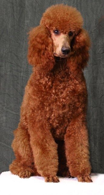 Bijou's Red Hot Peper Of Majestic - Pepper Red Puddle Dog, Puddle Dog, Poodle Haircut, Red Poodles, Tea Cup Poodle, Poodle Cuts, Puppy Cut, Poodle Grooming, Miniature Poodle