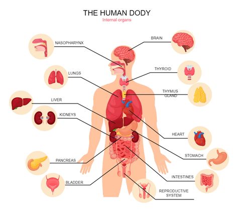 Human Body Diagram Organ Systems And Functions, Organ Placement Human, Science Body Systems, Organ System Drawing, The Human Body Aesthetic, Organs Of The Body Anatomy, Internal Organs Diagram, Human Organ System, Human Anatomy Organs