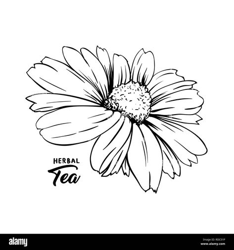 Download this stock vector: Chamomile hand drawn vector illustration. Floral ink pen engraved sketch. Black and white clipart. Realistic Daisy Flower freehand drawing. Isolated monochrome design element. Sketched outline - RDC51P from Alamy's library of millions of high resolution stock photos, illustrations and vectors. Daisy Flower Sketch, Ink Pen Illustration, Daisy Flower Drawing, Digital Stamps Free, Sketch Black And White, Black And White Clipart, Line Art Flowers, Flower Sketch, Freehand Drawing