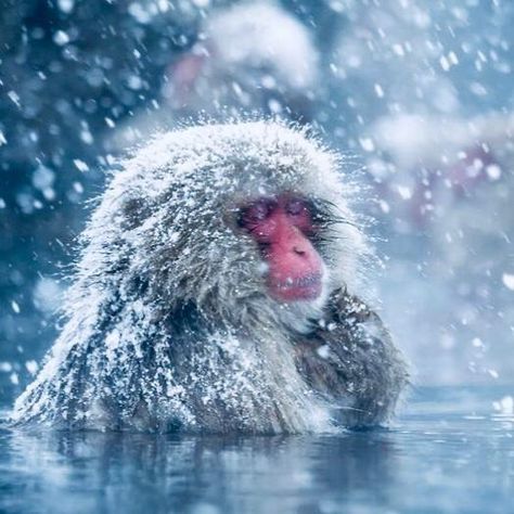 Monkeys In Hot Springs, Monkey Bath, Japanese Snow, Japanese Monkey, Hot Spring Bath, Snow Monkeys, Macaque Monkey, Japanese Macaque, Japanese Forest