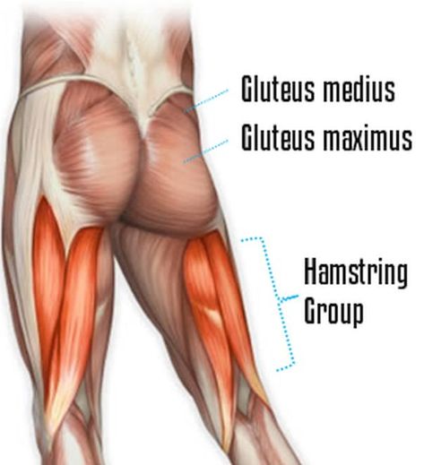 There are no butts about it. The gluteus maximus is the largest muscle group in the human body and here's how to train them with the best workout gloves 2018! Hamstring Muscles, Glute Exercises, Gluteus Medius, Lower Body Workout, Glutes Workout, Trx, Kettlebell, Get In Shape, Back Pain