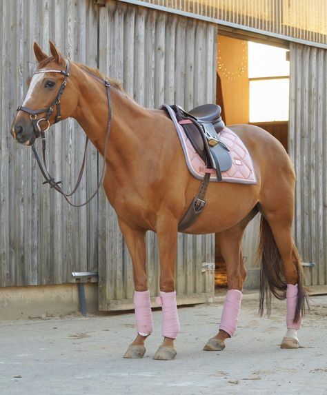 Pretty pale pink matching horse set Chestnut Horse Tack Colors, English Horses, Chestnut Horses, Horse Markings, Horse Saddle Pads, Barrel Horse, Tack Sets, Horse Tips, Equestrian Boots