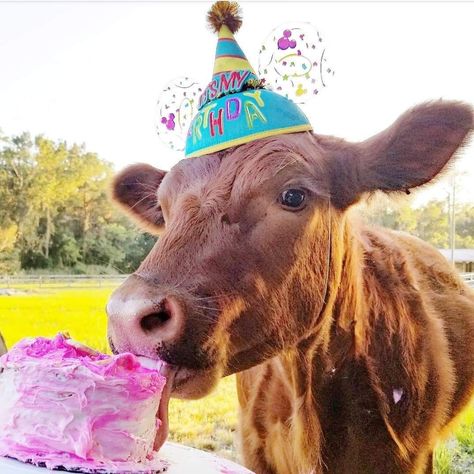 Happy Birthday Wishes Funny, Lover Birthday Wishes, Happy Birthday Cow, Happy Birthday Lover, Birthday Cow, Birthday Hats, Cow Birthday, Funny Cow, Birthday Wishes Funny