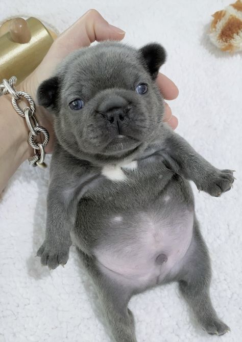 Big Dogs Breeds, Biggest Dog In The World, Biggest Dog, Dog Bulldog, Newborn Puppies, French Bulldog Gifts, Really Cute Puppies, Dogs Breeds, Super Cute Puppies